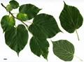 SpeciesSub: subsp. caucasica